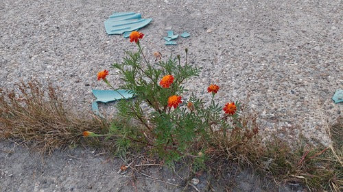 Studentenblume — Bild 3