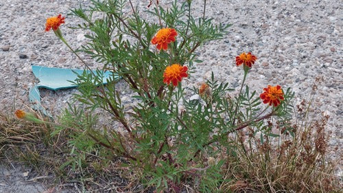 Studentenblume — Bild 5