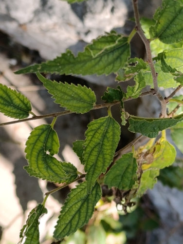 Südlicher Zürgelbaum — Bild 3