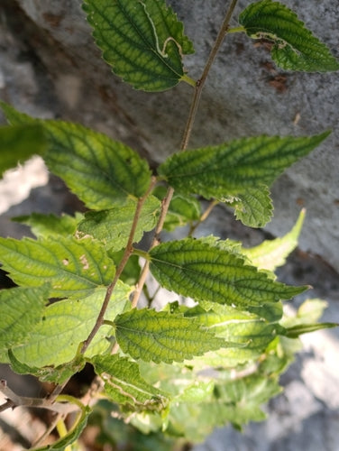 Südlicher Zürgelbaum — Bild 2