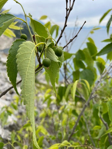 Südlicher Zürgelbaum — Bild 4