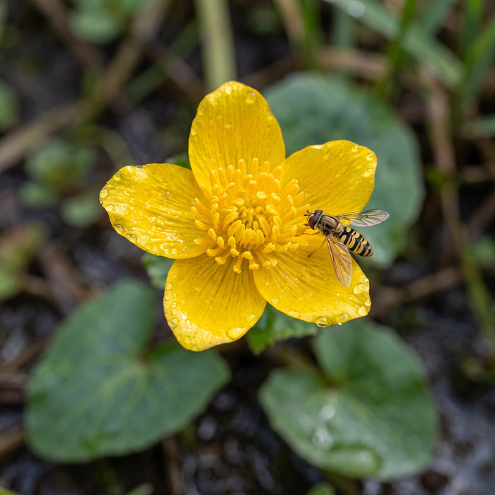 Blüte von Sumpf-Dotterblume (Caltha palustris) in Nahaufnahme (KI-generiert)