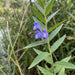 Blüte von Sumpf-Helmkraut (Scutellaria galericulata) in Nahaufnahme (KI-generiert)