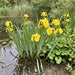 Sumpf-Schwertlilie (Iris pseudacorus) in Blüte im naturnahen Garten (KI-generiert)