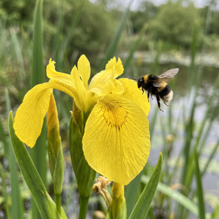 Blüte von Sumpf-Schwertlilie (Iris pseudacorus) in Nahaufnahme (KI-generiert)
