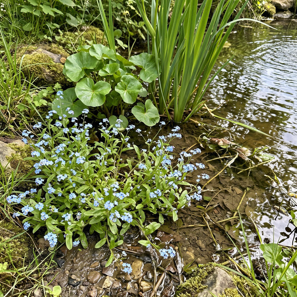 Sumpf-Vergissmeinnicht (Myosotis scorpioides) in Blüte im naturnahen Garten (KI-generiert)