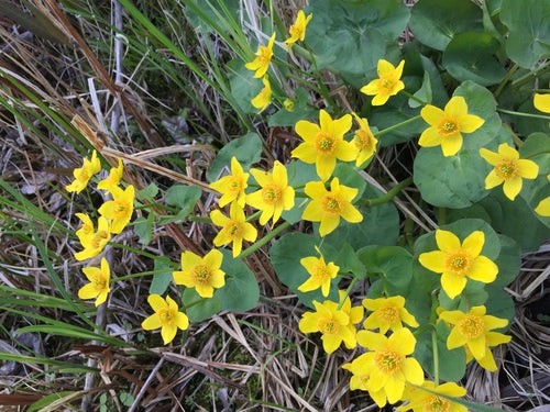 Sumpfdotterblume — Bild 4 von 11