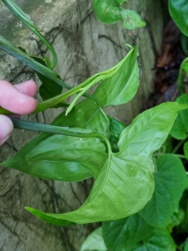 Syngonium — Bild 3
