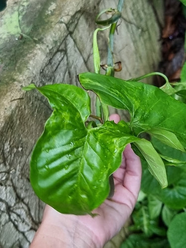 Syngonium — Bild 2