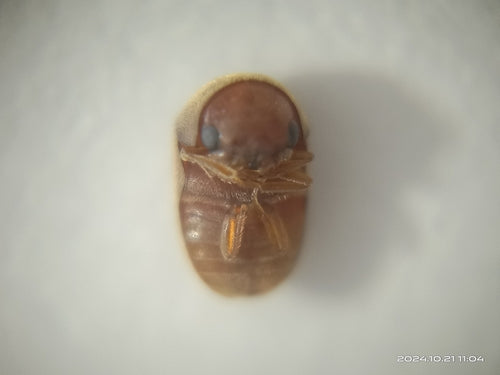 Tabakkäfer - Bild 7