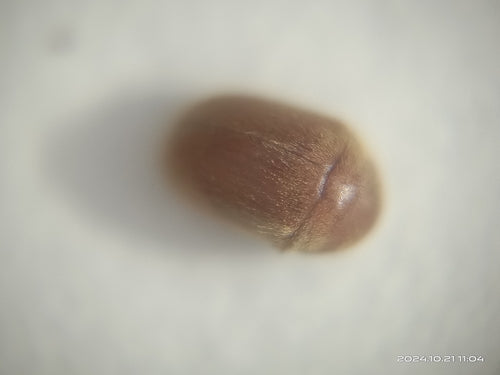 Tabakkäfer - Bild 8