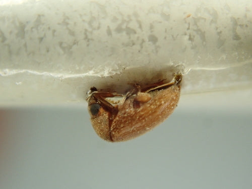 Tabakkäfer - Bild 2