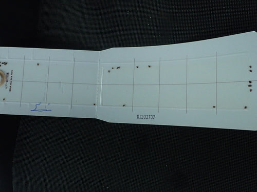 Tabakkäfer - Bild 3