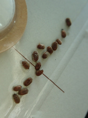 Tabakkäfer - Bild 4