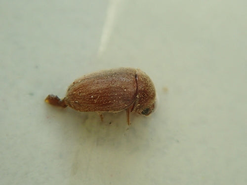 Tabakkäfer - Bild 5