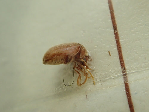 Tabakkäfer - Bild 6