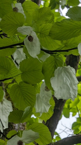 Taschentuchbaum — Bild 5