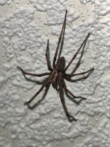 Tegenaria Atrica — Bild 2