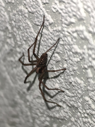 Tegenaria Atrica — Bild 1