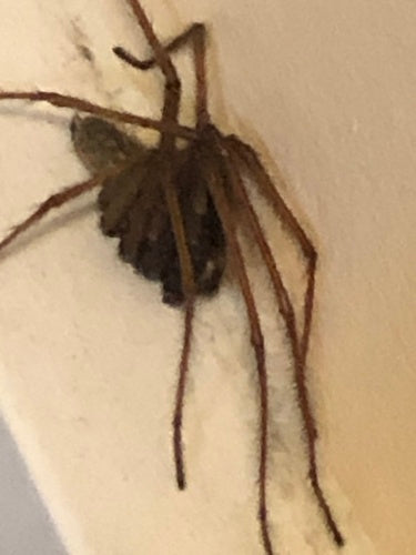 Tegenaria Atrica — Bild 3