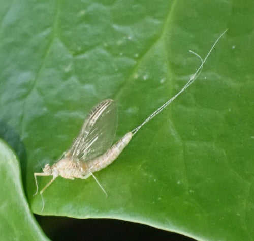 Teich-Eintagsfliege — Bild 5