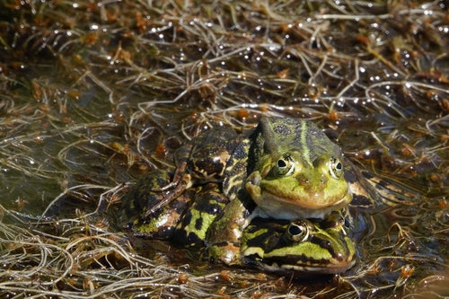 Teichfrosch — Bild 2