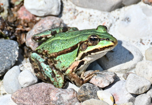 Teichfrosch — Bild 5