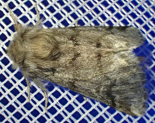 Thaumetopoea Pityocampa — Bild 5