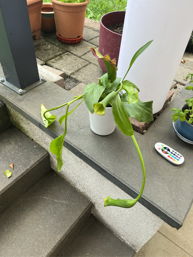 Zu sehen ist eine Calla in einem weißen Topf auf einer Steintreppe im Außenbereich. Die Pflanze hat grüne Blätter und leicht welkende Blüten.