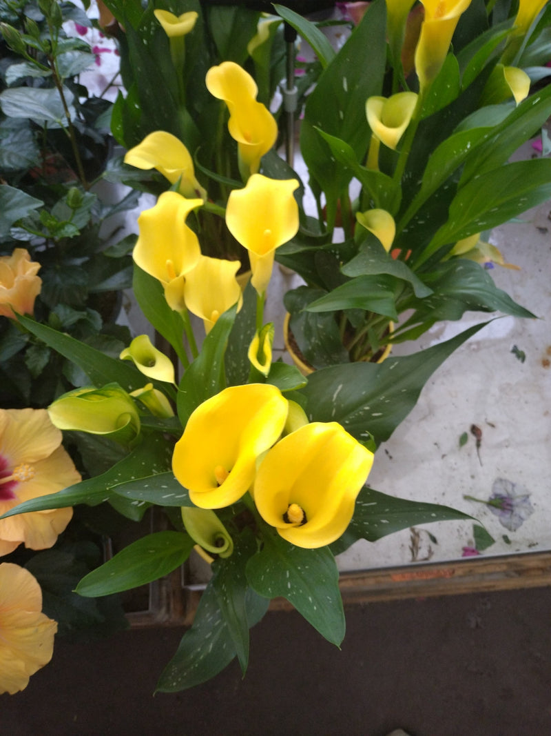 Calla — Bild 3