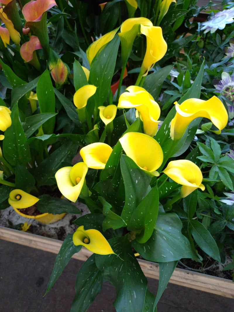 Calla — Bild 2