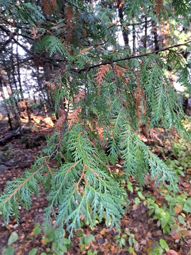 Thuja - Bild 7