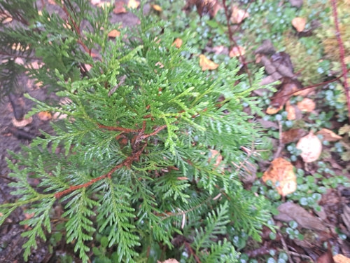 Thuja - Bild 4