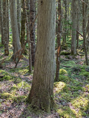 Thuja  Silberkraft