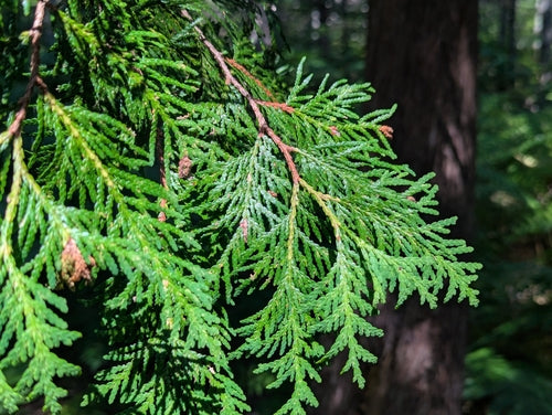 Thuja — Bild 5