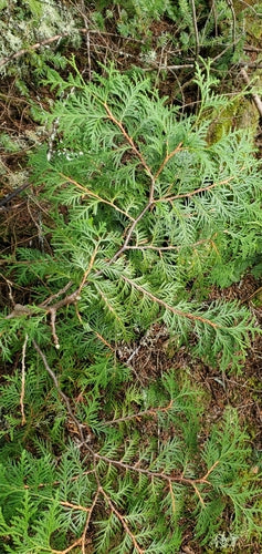 Thuja — Bild 6