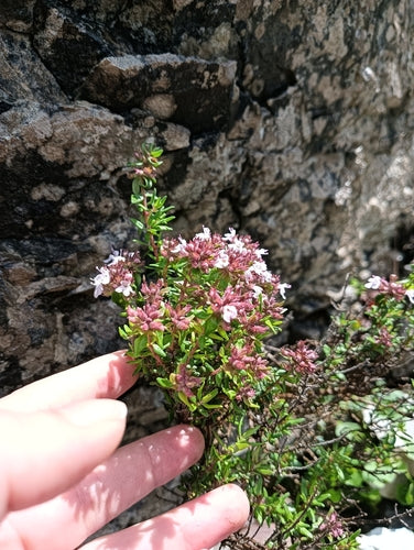 Thymian — Bild 5