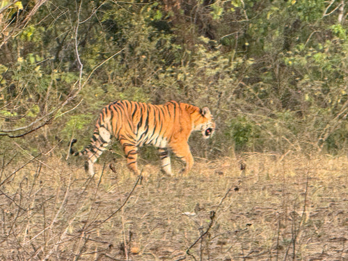 Tiger — Bild 4