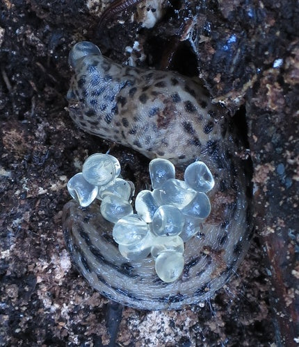 Naturaufnahme - Bild 3