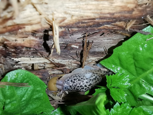 Tigerschnegel Limax Maximus — Bild 3