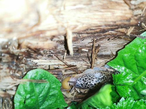 Tigerschnegel Limax Maximus — Bild 2