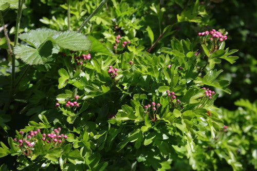 Traenendes Herz - Bild 2