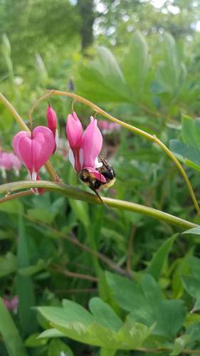 Traenendes Herz - Bild 4