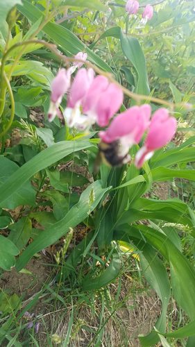 Traenendes Herz - Bild 8