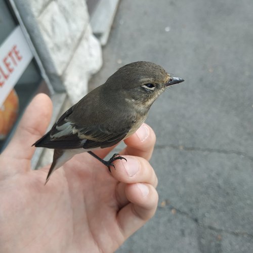 Trauerschnäpper — Bild 3 von 10