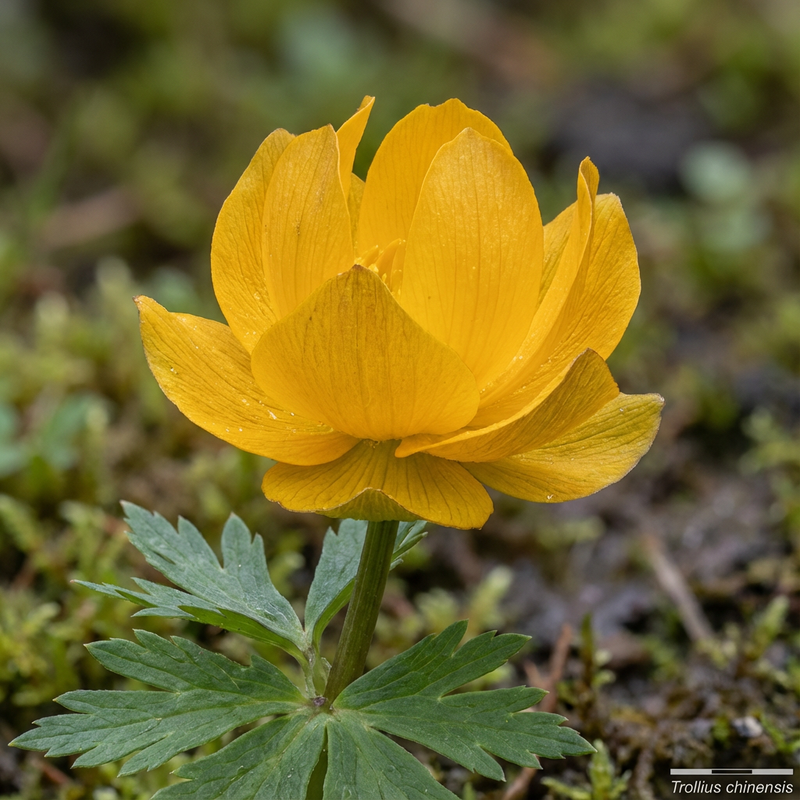 Trollblume (Trollius chinensis), KI-Illustration