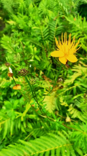 Trollblume — Bild 2 von 5