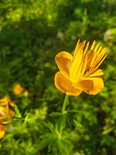 Trollblume — Bild 5 von 5