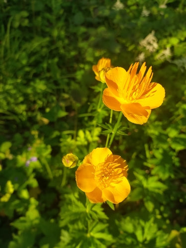 Trollblume — Bild 4 von 5