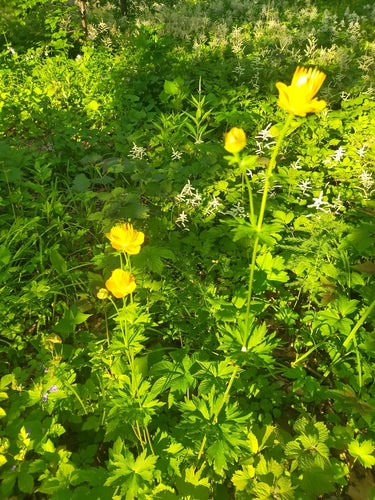 Trollblume — Bild 3 von 5
